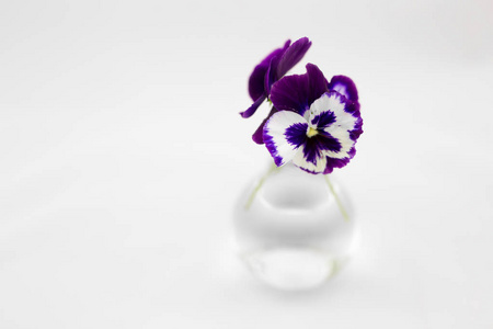 孤立的白色背景上可爱的紫色小花紫罗兰