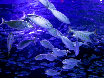 美丽的珊瑚鱼，蓝色的水中
