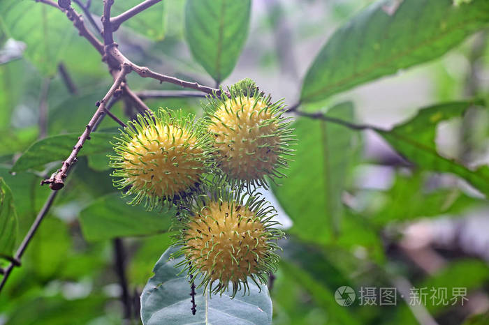 黄色红毛丹水果
