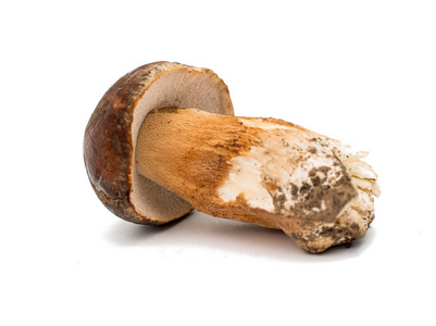 cep 蘑菇