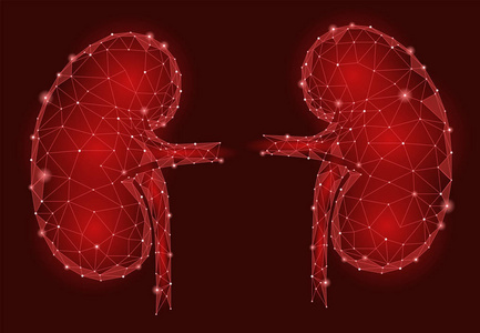 肾脏内部器官男人 3d 低多边形的几何模型。泌尿系统的药物治疗。未来科学技术多边形的几何线网格矢量图