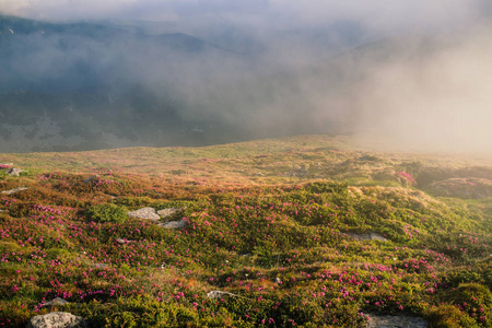 大雾山风景用盛开的杜鹃花花朵图片