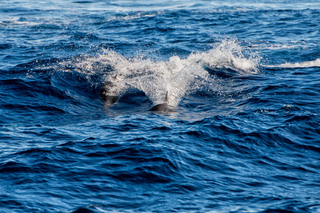 而在深蓝色的大海中跳跃的海豚
