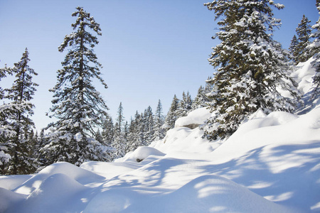 山脉 Zuratkul，冬季景观。在森林附近的雪堆