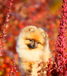 红色的毛茸茸的小狗的肖像。可爱的德国博美犬特写