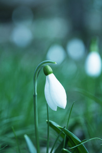 雪花莲