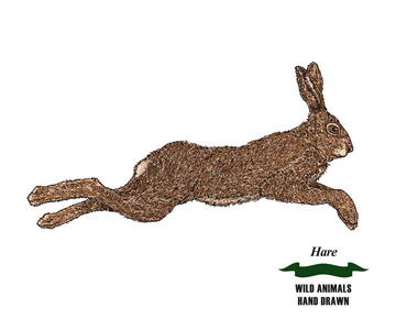 森林动物野兔或兔子。手在白色背景上绘制彩色的素描。矢量插图复古