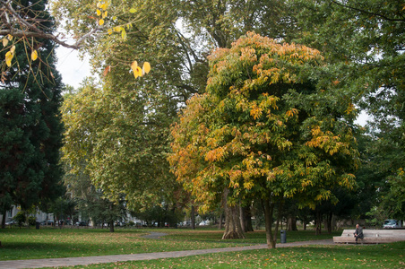 秋天树斯坦贝奇公园