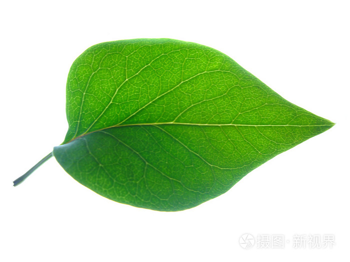 紫丁香叶纹理