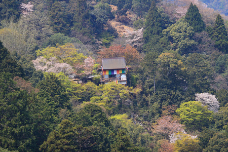 樱花在日本京都岚山山