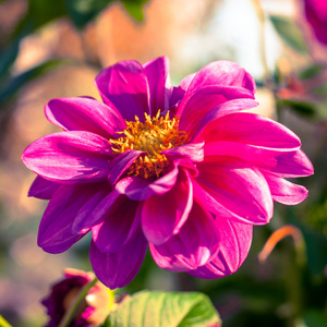 菊花花背景