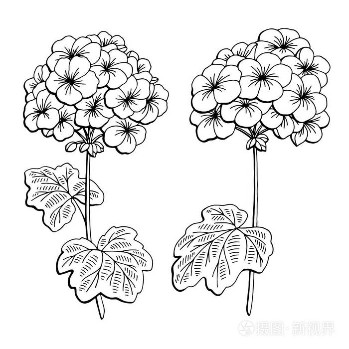 天竺葵花图形黑色白色孤立的素描图矢量插画-正版商用图片0brxva-摄图