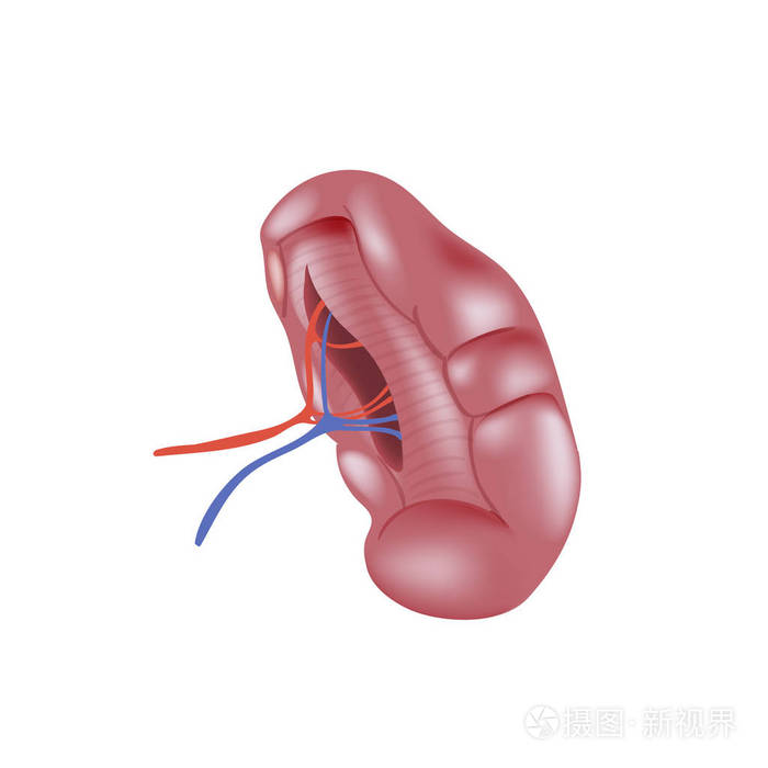 白色背景上分离的现实人脾