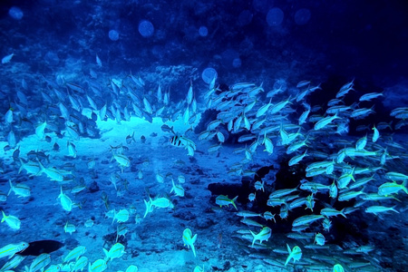 集团的珊瑚鱼水