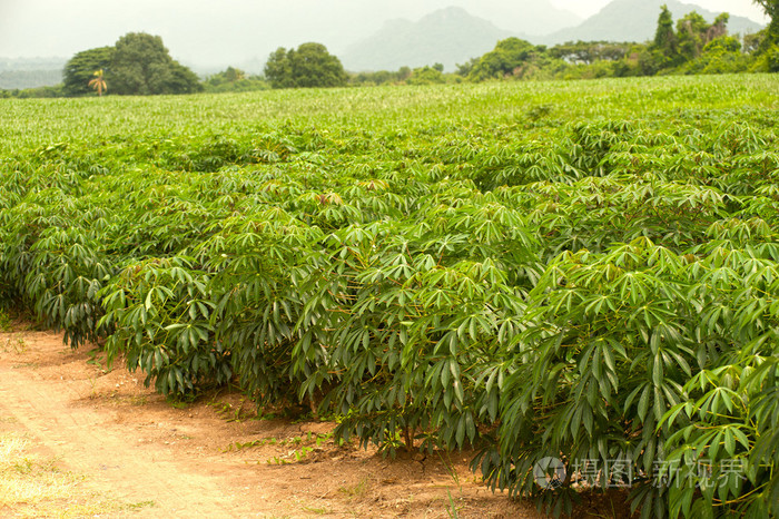 木薯字段