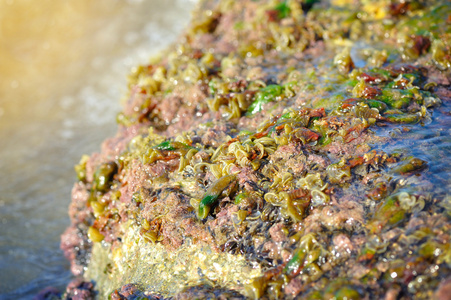 藻类在阳光海岸岩石上