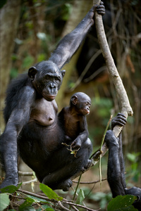 黑猩猩黑猩猩与一只幼崽