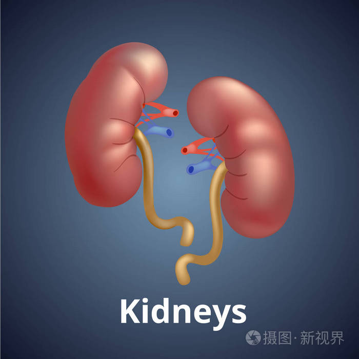 现实人的肾脏,暗灰色的背景上孤立