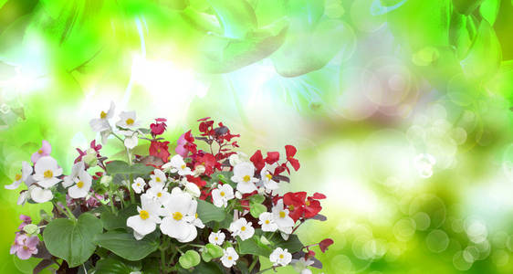 海棠 flower.nature