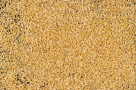 通心粉是谷物颗粒中占有图片