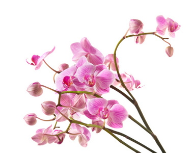 丰富的白色上孤立的粉红色条纹蝴蝶兰开花