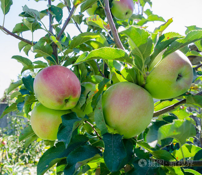 苹果花园糀红苹果的全