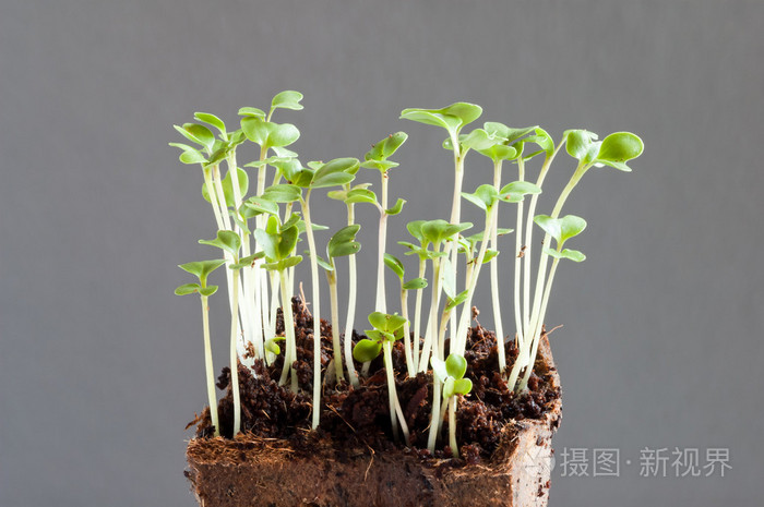 西兰花苗甘蓝甘蓝一周幼芽