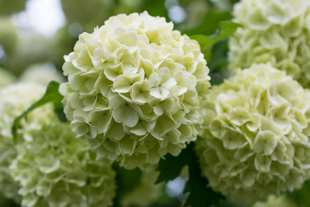 珊瑚的白色花朵在春天的花园里。Guelder ro