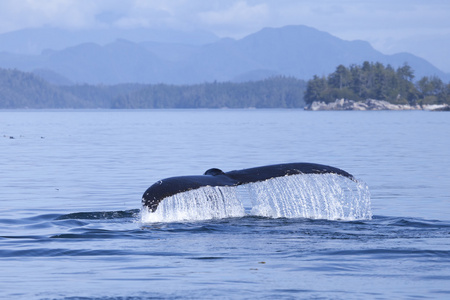滴水鲸鱼侥幸图片
