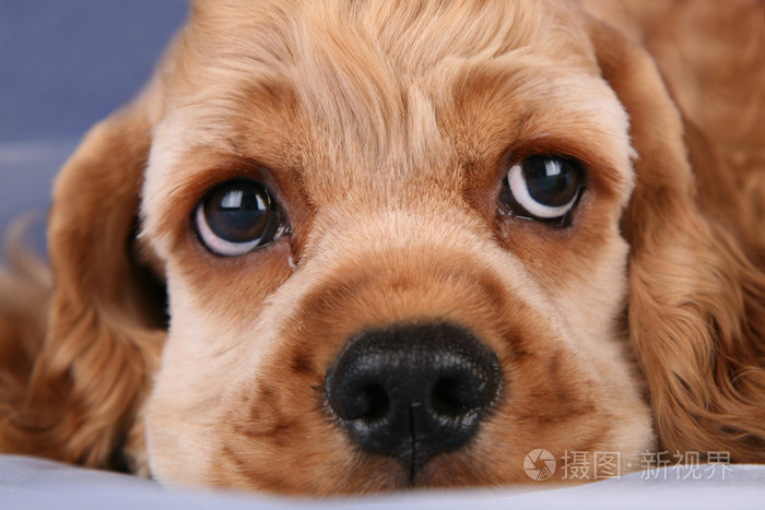 悲伤的猎犬小狗