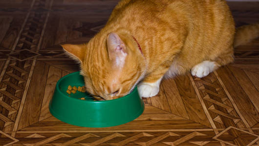 首页红猫吃的食物