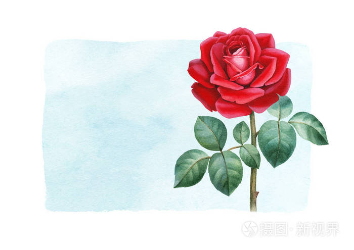 一朵玫瑰花的水彩插图完美的贺卡或请柬
