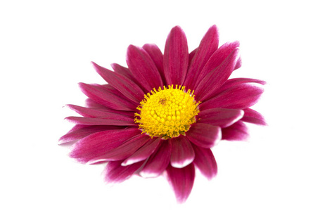 美丽的紫色粉红色的花朵被隔离在白色