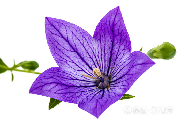 紫色的小花的桔梗(桔梗药材 或 bellflo