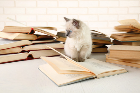 可爱的小猫与书