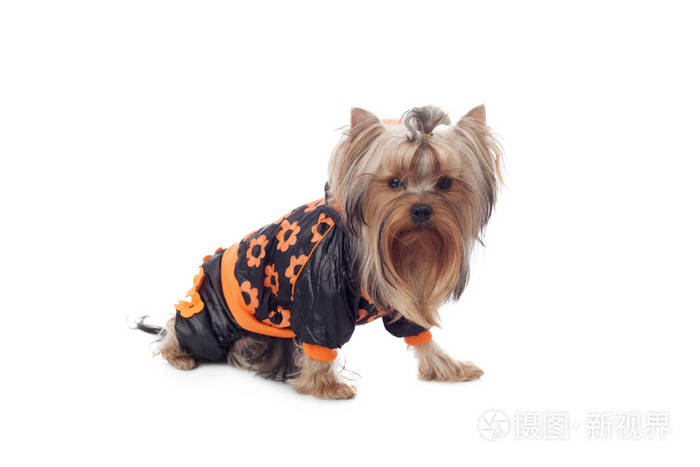 约克夏犬特写