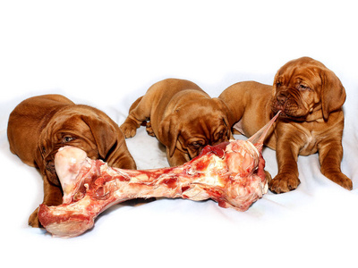 波尔多法国獒小狗和大生肉骨