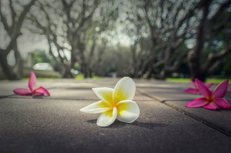 鸡蛋花的道路上