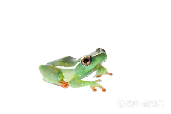 riggenbachs芦苇青蛙男性hyperoliusriggenbach白色
