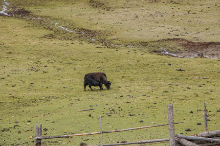 Pudacuo 国家公园黑牦牛吃草自然景观