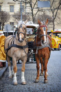 在中市街的马具匹漂亮的棕色马