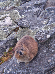 岩狸或 dassie 在岩石上