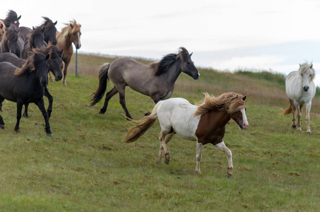 冰岛一群在牧场的冰岛马