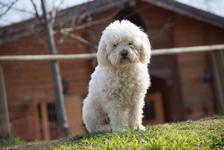 在绿色草坪和房子背景外面的贵宾犬狗