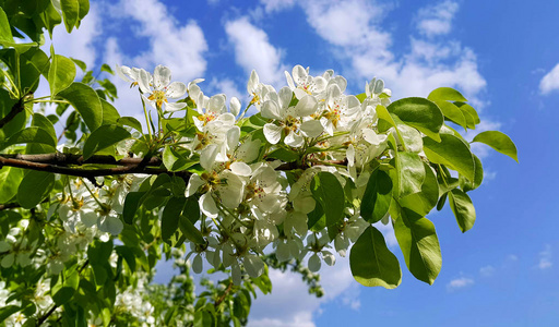 一棵有美丽白花的春果树枝
