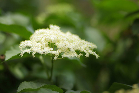 老, 绿狐在植物园里, 白花在灌木上, 开花长者, 愈合勤奋, 健康, 白色小花在绿色背景, 复制空间