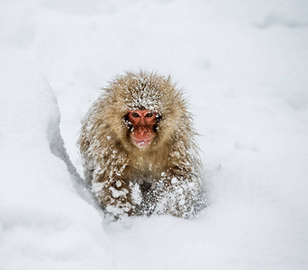 日本猕猴坐在雪中