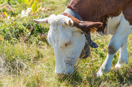夏季牧场上吃草的牛