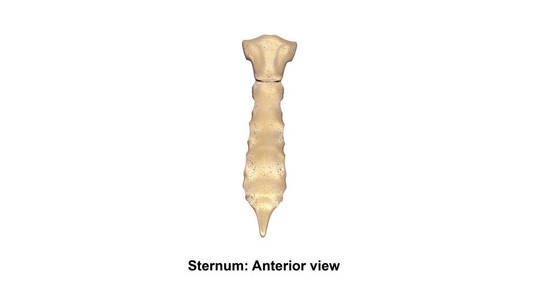 人类的胸骨骨图片
