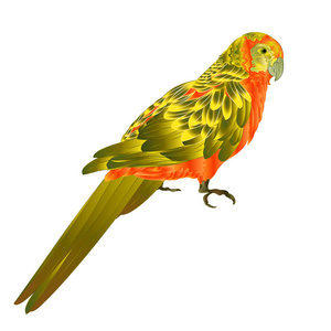 太阳 Conure 鹦鹉热带异国情调鸟在白色背景向量例证可编辑的手画